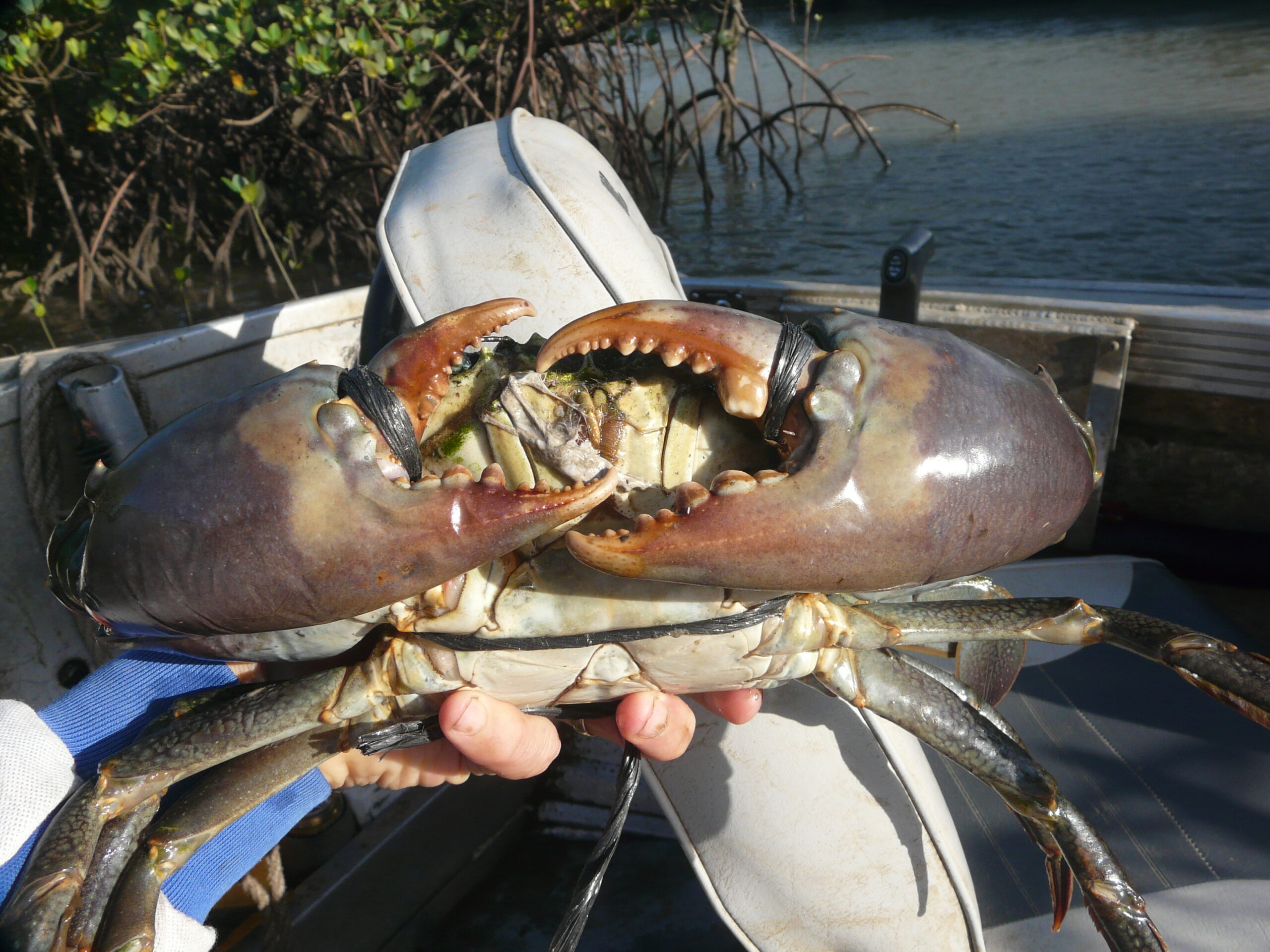 FISH FACTS: Mud crab migrations