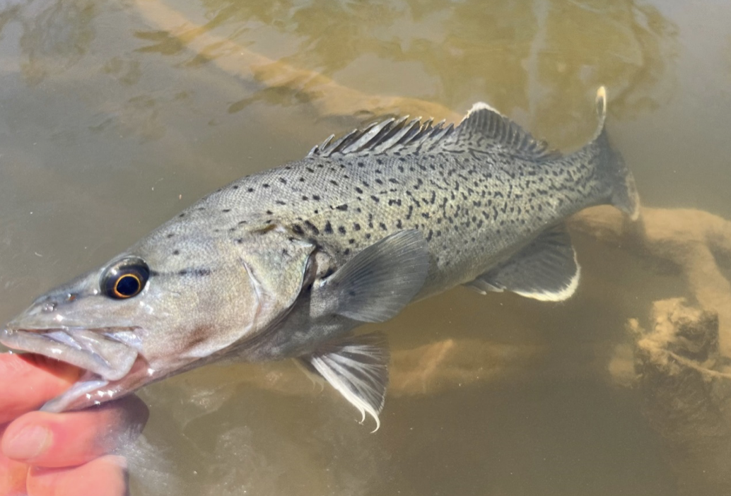 Trout cod reintroduced into the Larger Goulburn River