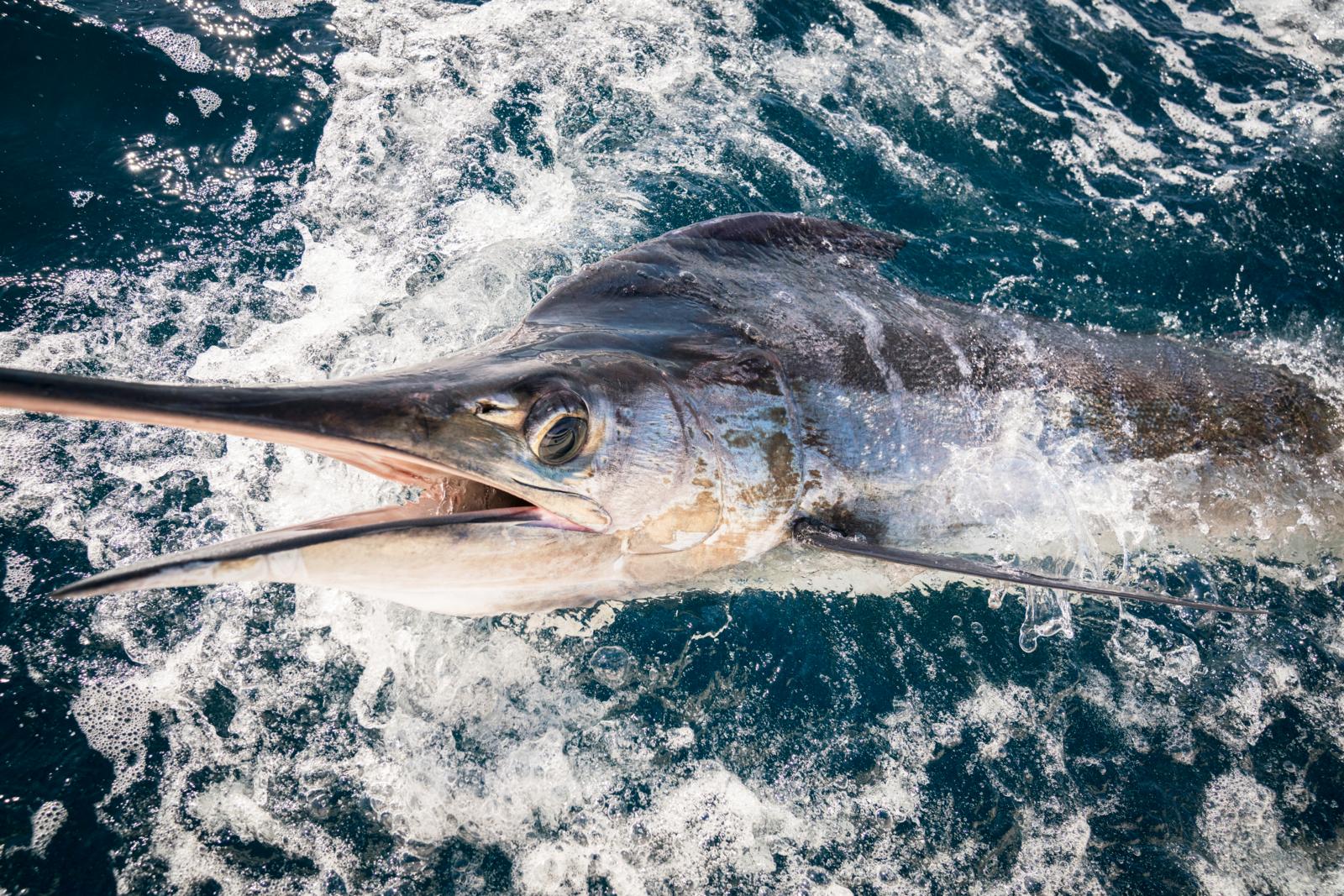 Marlin vertical actions – Fishing World Australia